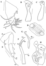 Claudecypria mesquitai De Almeida, Ferreira, Martens & Higuti, 2023 - soft parts drawnings from original paper