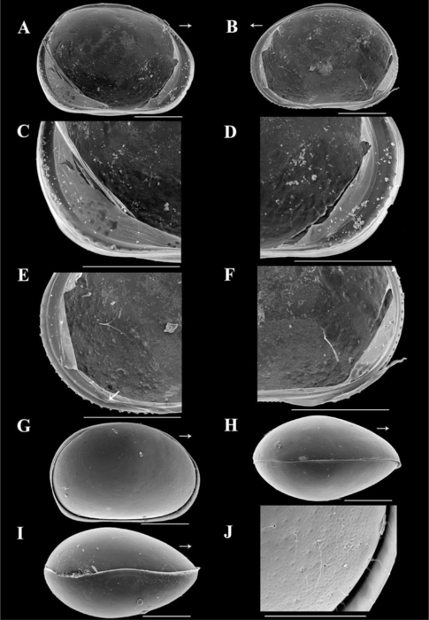 Claudecypria mesquitai De Almeida, Ferreira, Martens & Higuti, 2023 - SEM valves images from original paper Claudecypria mesquitai De Almeida, Ferreira, Martens & Higuti, 2023 - SEM valves images from original paper