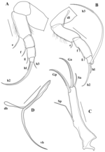 Claudecypria mesquitai De Almeida, Ferreira, Martens & Higuti, 2023 - soft parts drawnings from original paper