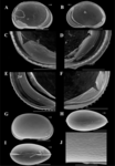 Claudecypria rochei  De Almeida, Ferreira, Martens & Higuti, 2023 - SEM valves images from original paper