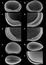 Claudecypria rochei  De Almeida, Ferreira, Martens & Higuti, 2023 - SEM valves images from original paper