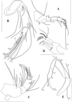 Pseudocypretta lineata Ma & Yu, 2020 - Soft parts drawnings from original paper