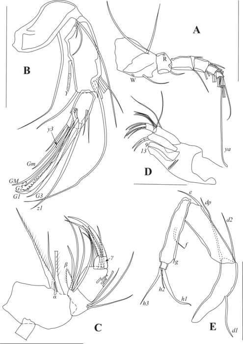 Pseudocypretta lineata Ma & Yu, 2020 - Soft parts drawnings from original paper