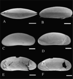 Chrissia dongqianhuensis Kong, Karanovic & Yu, 2014 - SEM valves images from original paper