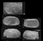 Holotype and paratypes