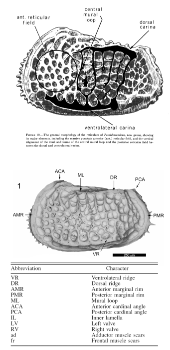 Poseidonamicus general morphology by Benson (1972, above) and Hunt (2007, below)