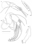 Pseudocypretta amor Ferreira, Almeida, Higuti & Martens, 2022 - Soft parts drawnings from original paper