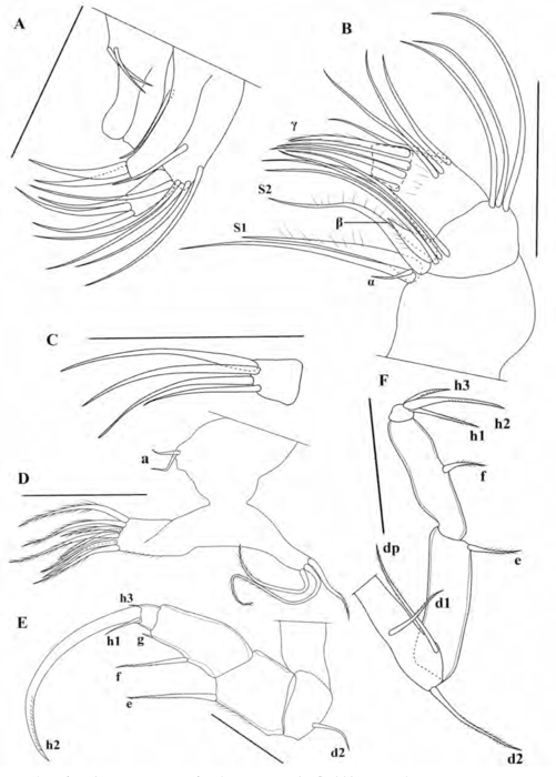 Pseudocypretta amor Ferreira, Almeida, Higuti & Martens, 2022 - Soft parts drawnings from original paper