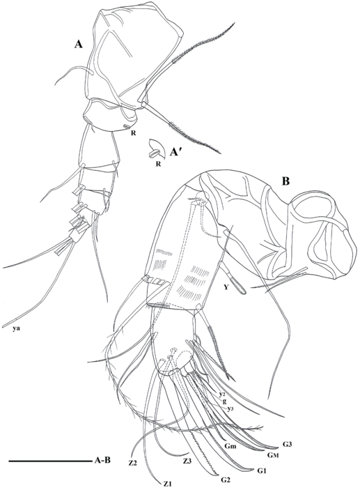 Cyprettadopsis sutura  Savatenalinton, 2020 - Soft parts drawnings from original paper