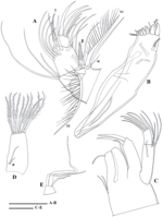 Cyprettadopsis sutura  Savatenalinton, 2020 - Soft parts drawnings from original paper