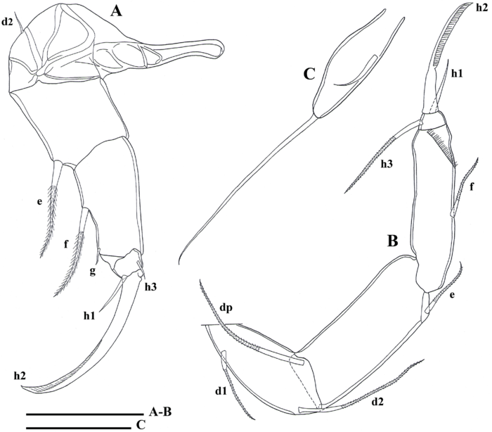 Cyprettadopsis sutura  Savatenalinton, 2020 - Soft parts drawnings from original paper