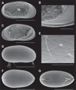 Caledromus robinsmithi  Martens, Ferreira, de Almeida & Higuti, 2023 - SEM carapace and valves images from original paper