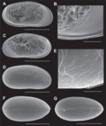 Caledromus robinsmithi  Martens, Ferreira, de Almeida & Higuti, 2023 - SEM carapace and valves images from original paper