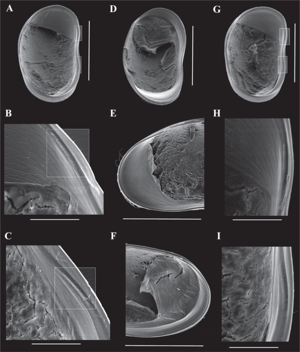 Caledromus robinsmithi Martens, Ferreira, de Almeida & Higuti, 2023 - SEM carapace and valves images from original paper Caledromus robinsmithi Martens, Ferreira, de Almeida & Higuti, 2023 - SEM carapace and valves images from original paper