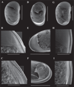 Caledromus robinsmithi  Martens, Ferreira, de Almeida & Higuti, 2023 - SEM carapace and valves images from original paper