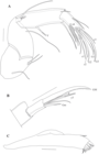 Caledromus robinsmithi  Martens, Ferreira, de Almeida & Higuti, 2023 - Soft parts drawnings from original paper