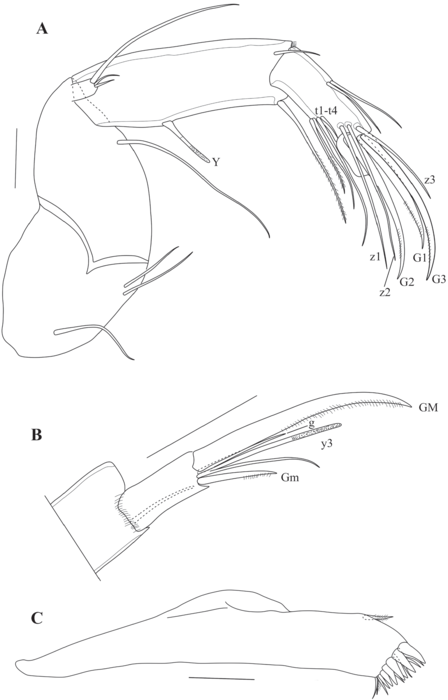 Caledromus robinsmithi  Martens, Ferreira, de Almeida & Higuti, 2023 - Soft parts drawnings from original paper