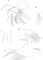 Caledromus robinsmithi  Martens, Ferreira, de Almeida & Higuti, 2023 - Soft parts drawnings from original paper