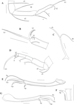 Caledromus robinsmithi  Martens, Ferreira, de Almeida & Higuti, 2023 - Soft parts drawnings from original paper