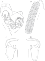 Caledromus robinsmithi  Martens, Ferreira, de Almeida & Higuti, 2023 - Soft parts drawnings from original paper