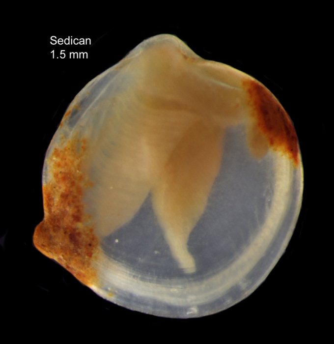 Axinulus croulinensis (Jeffreys, 1847), specimen from Capbreton canyon, 4335.9'N - 147.8'W; 761 m (actual height 1.5 mm)