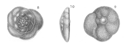 Discorbina praegeri Heron-Allen & Earland, 1913 Discorbina praegeri Heron-Allen & Earland, 1913