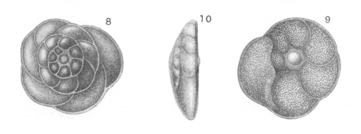 Discorbina praegeri Heron-Allen & Earland, 1913