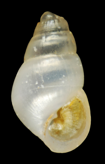 Megastomia crovatoi Nofroni, Renda & Vannozzi, 2022 - Payras Limani, Bozcaada (Turkey), 1.5 x 0.8 mm