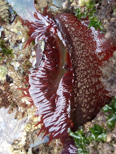 Actinia_fragacea, Fig.1