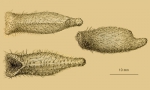 Echinosigra amphora