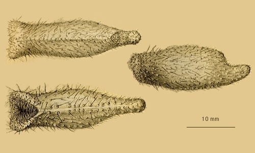 Echinosigra amphora Echinosigra amphora
