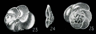 Discorbis lobatulus Parr, 1950 Discorbis lobatulus Parr, 1950