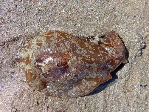 Aplysia punctata, Fig.1