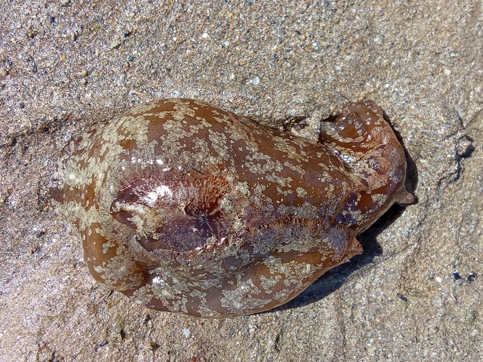 Aplysia punctata, Fig.1 Aplysia punctata, Fig.1