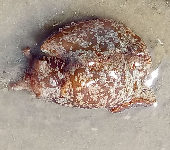Aplysia punctata, Fig.2 Aplysia punctata, Fig.2