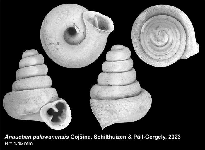 Holotype of Anauchen palawanensis Gojšina, Schilthuizen & Páll-Gergely, 2023
