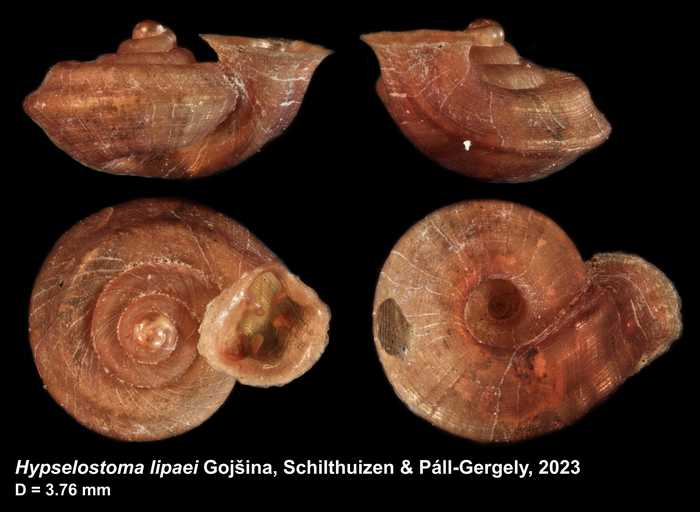 Holotype of Hypselostoma lipaei Gojšina, Schilthuizen & Páll-Gergely, 2023