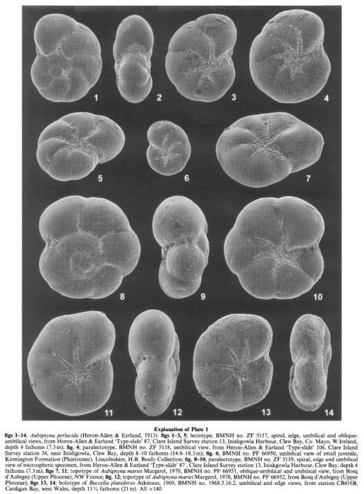 Aubignyna perlucida (Heron-Allen & Earland, 1913)