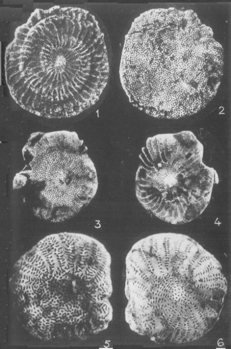 Laffitteina bibensis Marie, 1946