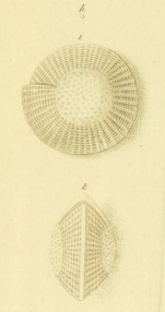 Nautilus craticulatus Fichtel & Moll, 1798