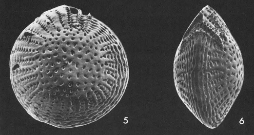 Nautilus craticulatus Fichtel & Moll, 1798