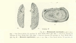 Wichmannella meridionalis Bertels, 1969 from the original description, Pl. 5.2