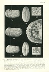 Wichmannella meridionalis Bertels, 1969 from the original description, Pl. 2
