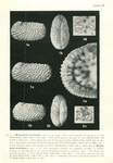 Wichmannella meridionalis Bertels, 1969 from the original description, Pl. 2