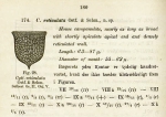 Epiplocycloides reticulata (Ostenfeld & Schimdt 1902)