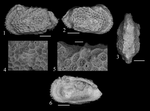 Quasiagrenocythere tevestaensis Sciuto & Benkhedda, 2021 - SEM valves images from original paper