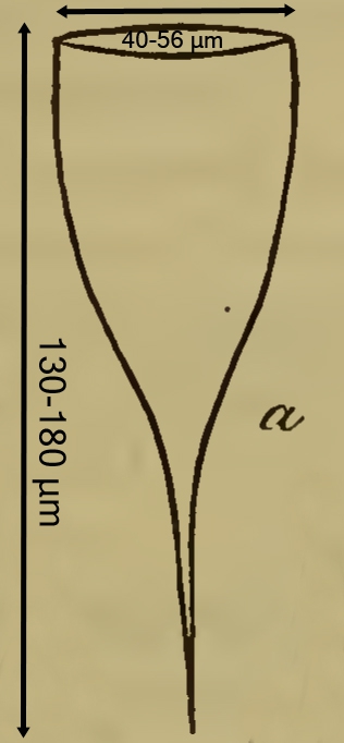 original illustration of Parafavella elegans as Cyttarocylis elegans by Ostenfeld in 1899 original illustration of Parafavella elegans as Cyttarocylis elegans by Ostenfeld in 1899
