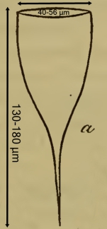 original illustration of Parafavella elegans as Cyttarocylis elegans by Ostenfeld in 1899