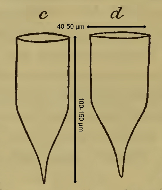 Original illustration of Parafavella obtusangula as Cyttarocylis obstusangula by Ostenfeld Original illustration of Parafavella obtusangula as Cyttarocylis obstusangula by Ostenfeld