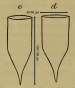 Original illustration of Parafavella obtusangula as Cyttarocylis obstusangula by Ostenfeld
